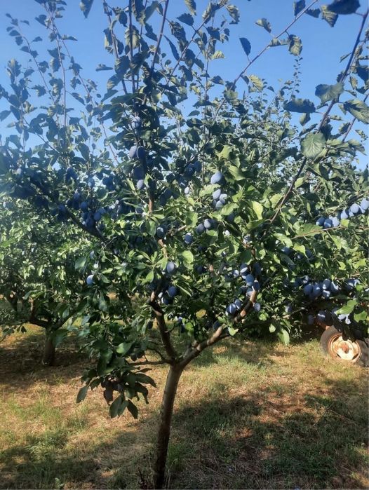 Vand prune pentru palinca