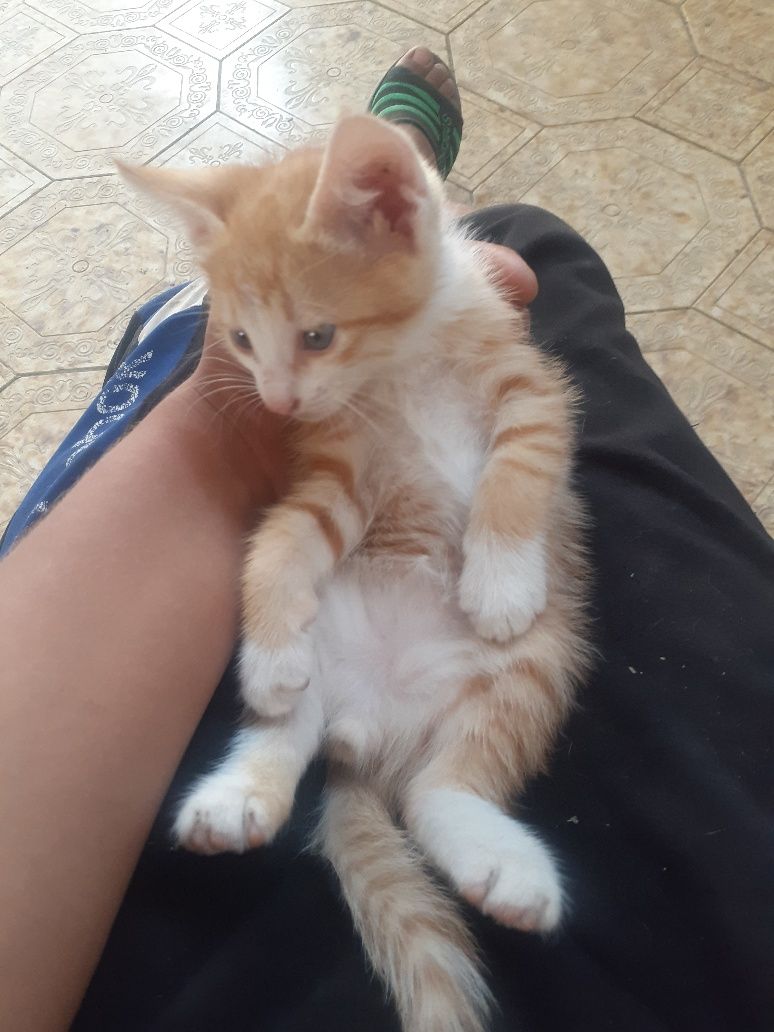 Mushuk va mushukcha