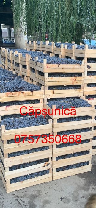 Struguri de vin diferite soiuri