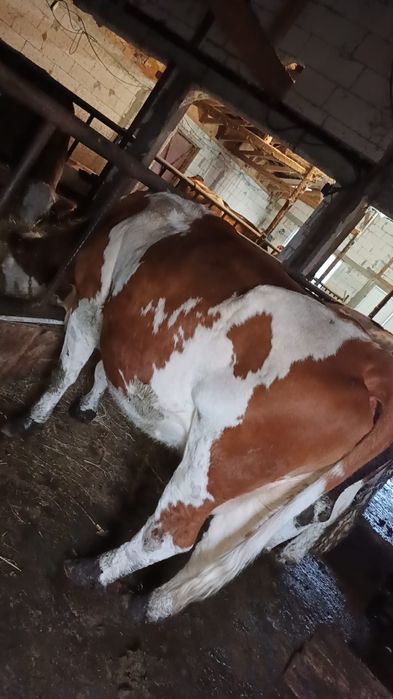 Vând 2 vaci bălțată românească