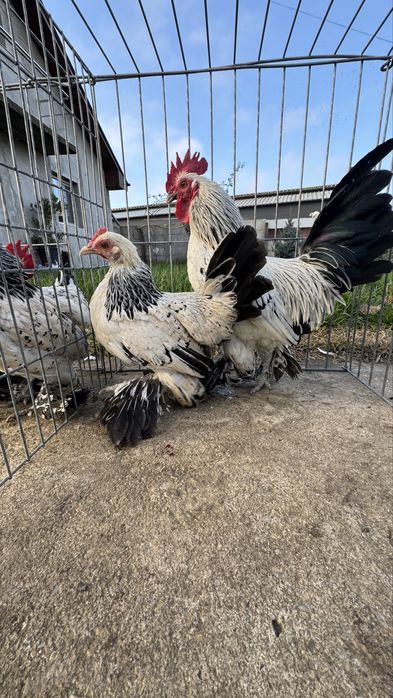 Pasari rasa pitica mii de flori tineret 2025 si pasari mature