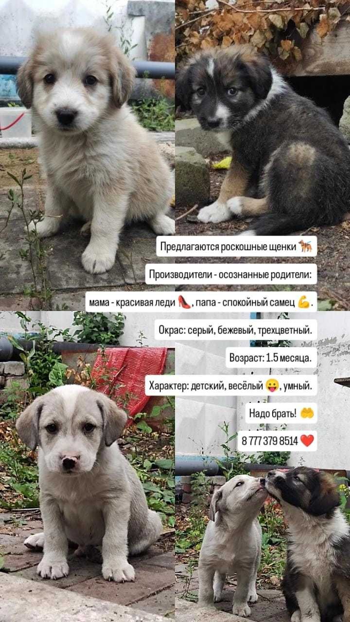 Щенки в любящие, ответственные руки