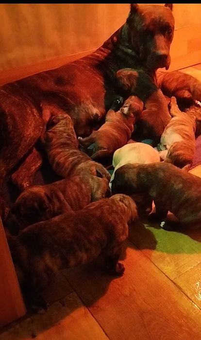 Преса Канарио Presa Canario