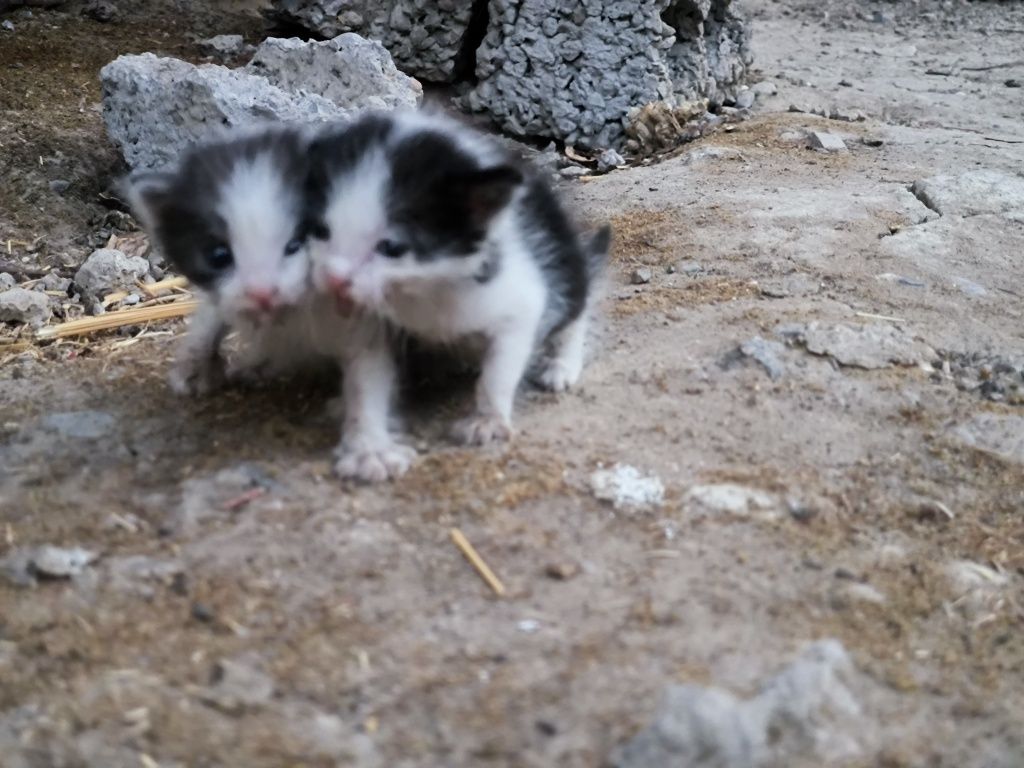 Отдам котят на добрые руки