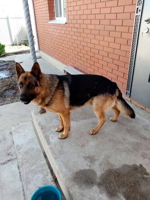 Немецкая овчарка