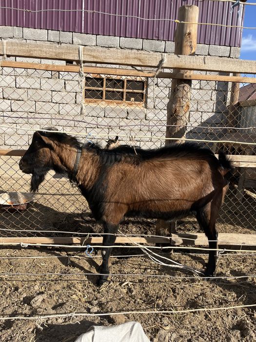 Теке сатылады срочно