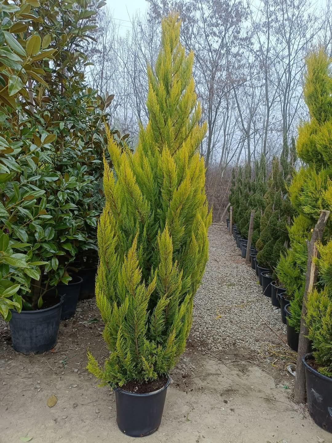 Leylandy Cupressus 
Livrare în toată țara