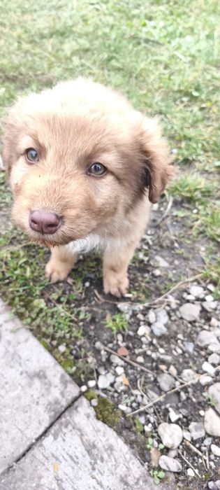 Cățelușă de donat