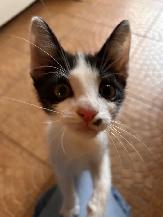 Cat sitter Constanța