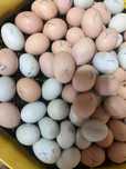 Oua de incubat Australorp si Araucana