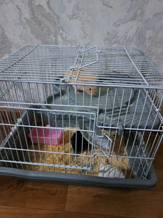 Срочно продам сирийских хомячков с клеткой