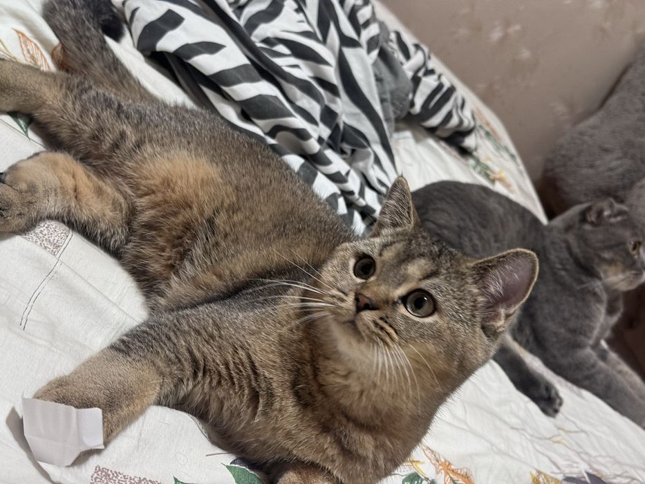 Котята скоттиш страйт скотиш страйд золотая шиншилла
