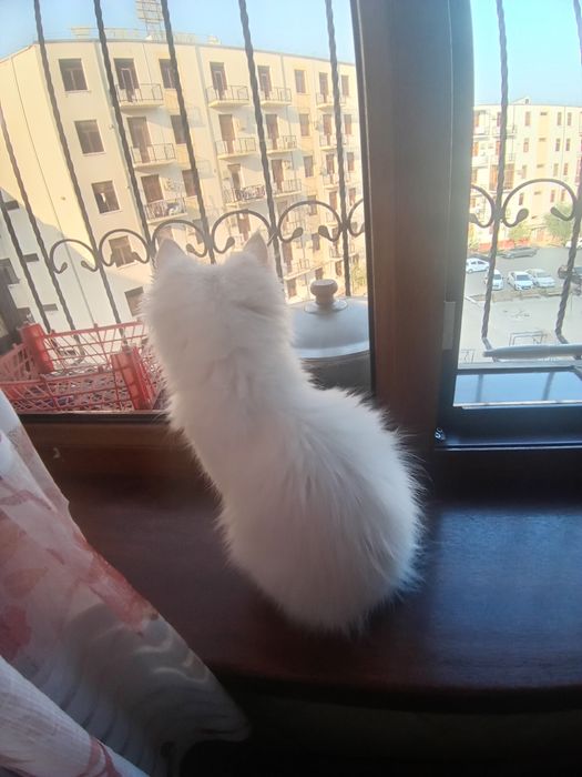 Mushuk bolasi uyda boqilgan.