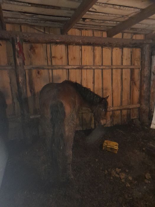 Продам тай на выбор