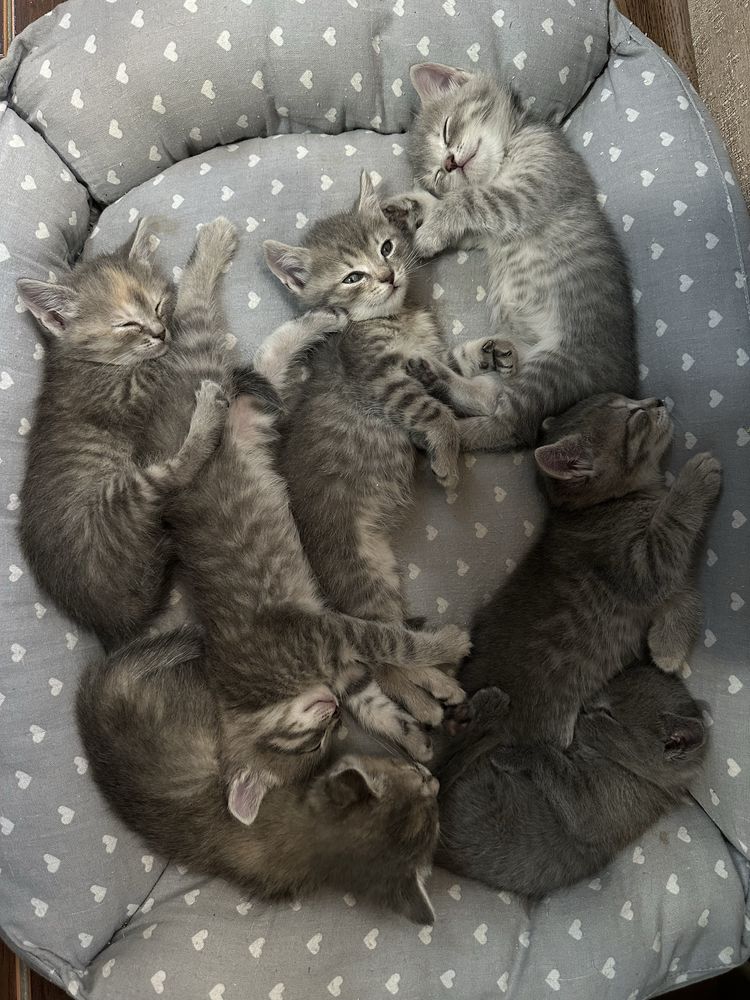 Котята британские
