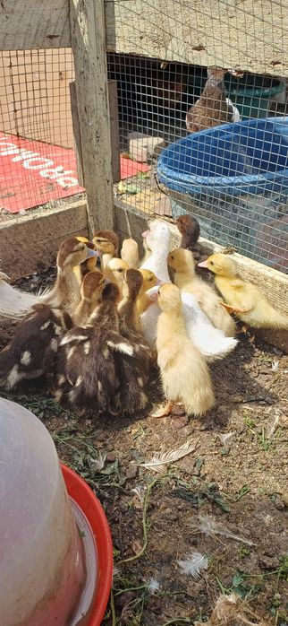 Vand rațisioare mute cu mama lor