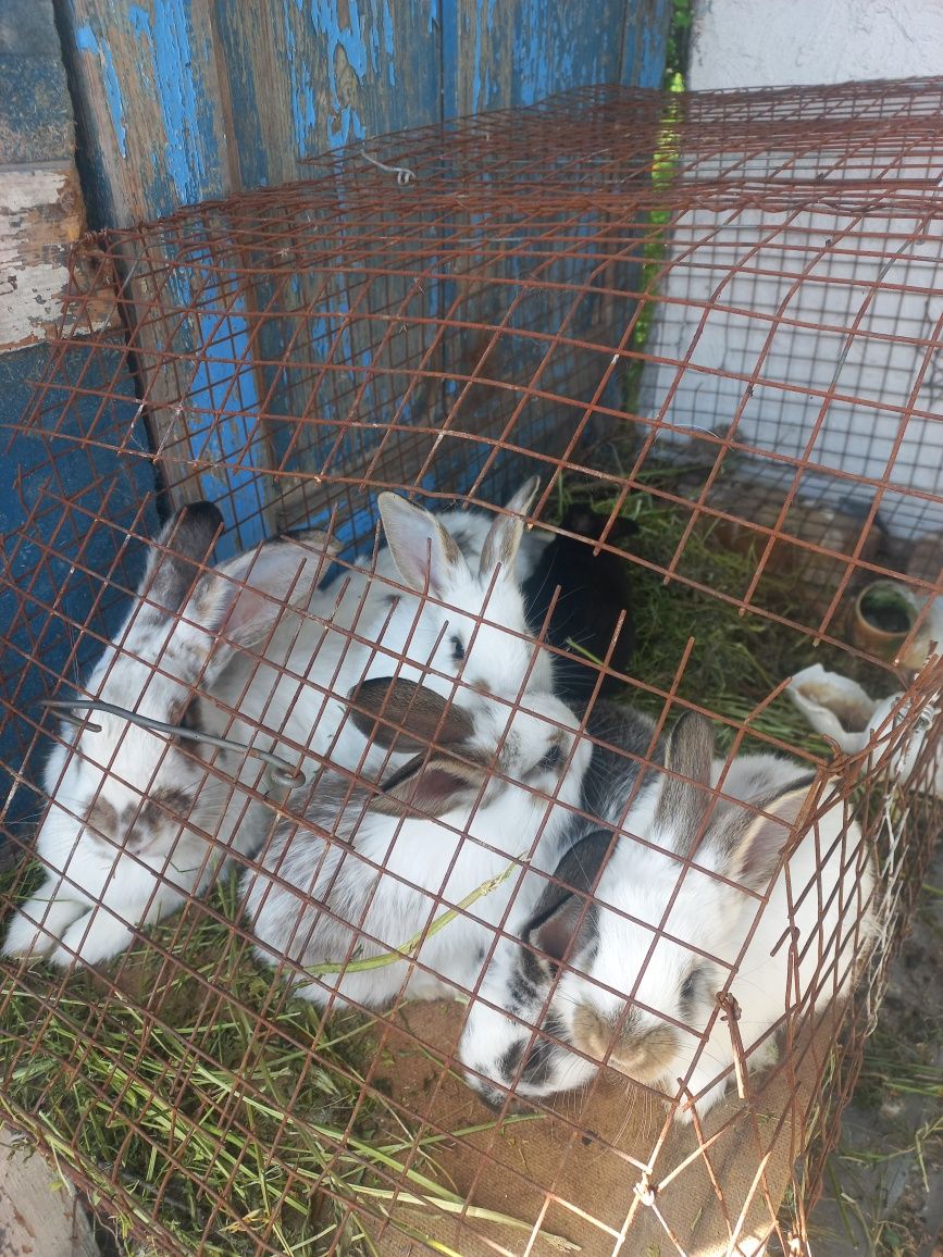 Продам 1.5 месячных крольчат