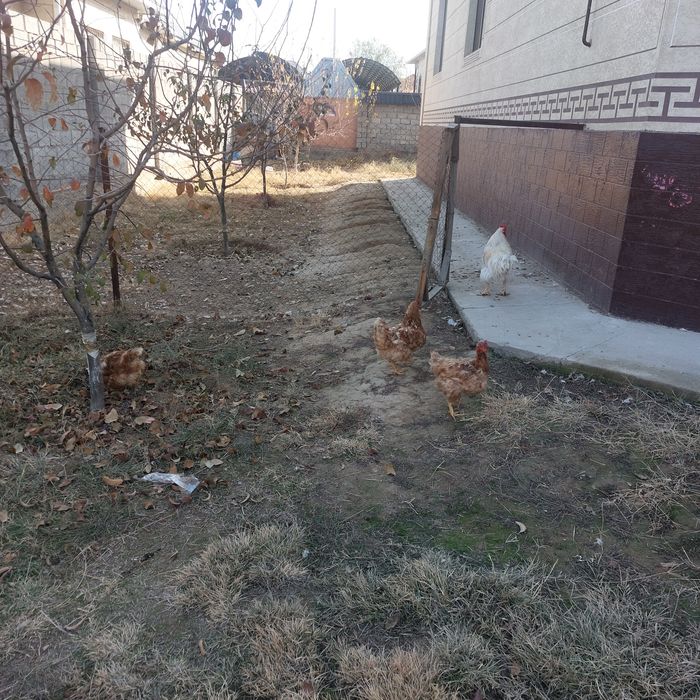 Куры нетушки  ...