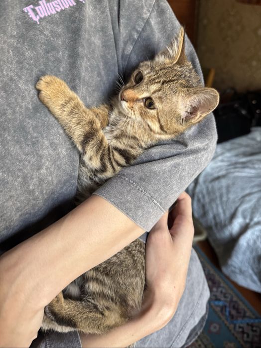 Ласковый котенок в добрые руки