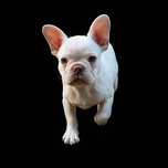 Bulldog fracez platinum