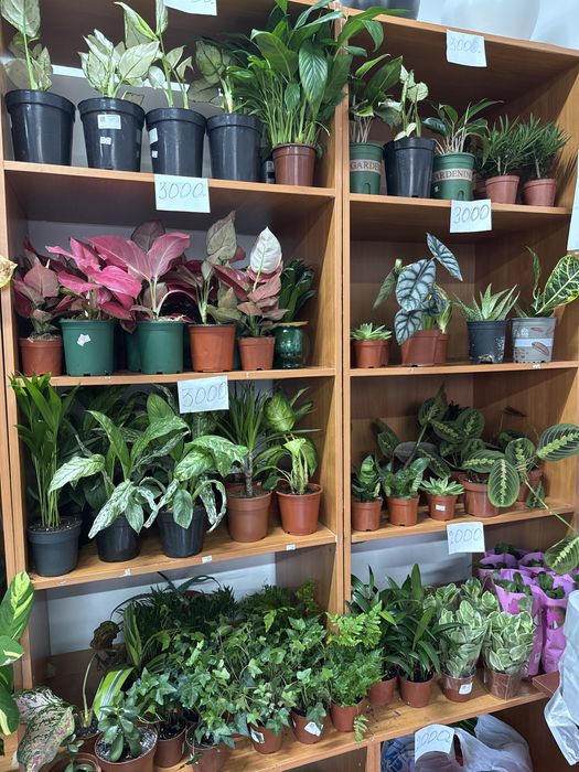 Распродажа комнатных растений