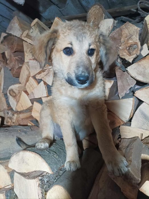 Căței spre adopție