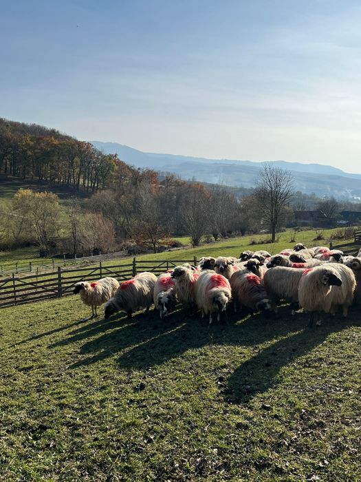 Disponibile oi breze