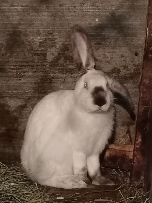 Продам кроликов на развод