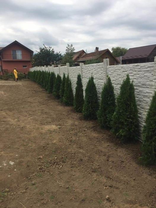 Tuia leylandii  gazon rulou sport