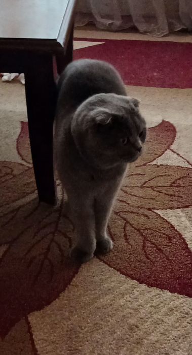 Скотишь фолд  чистый