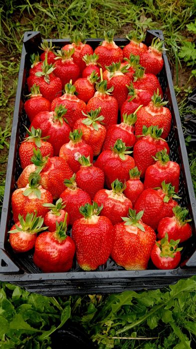 Разсад ягоди холандски и италянски сортове