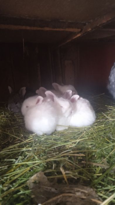 Кральчата виликаны месячные па 3000 тысячи