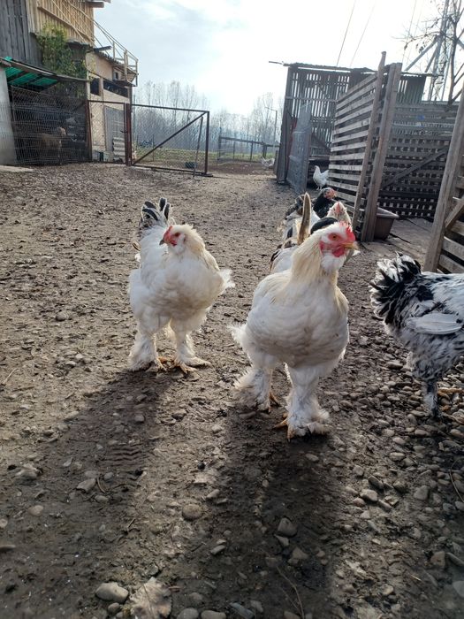 Vand cocoși 90 bucata