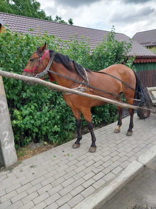Iapă tânără de vânzare