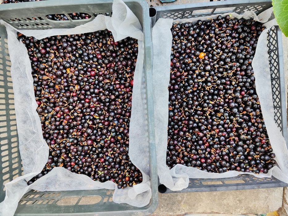 Саженцы смородины