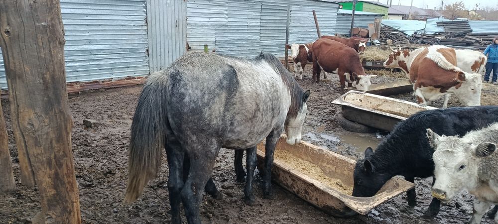 Кабыла лошадь согым