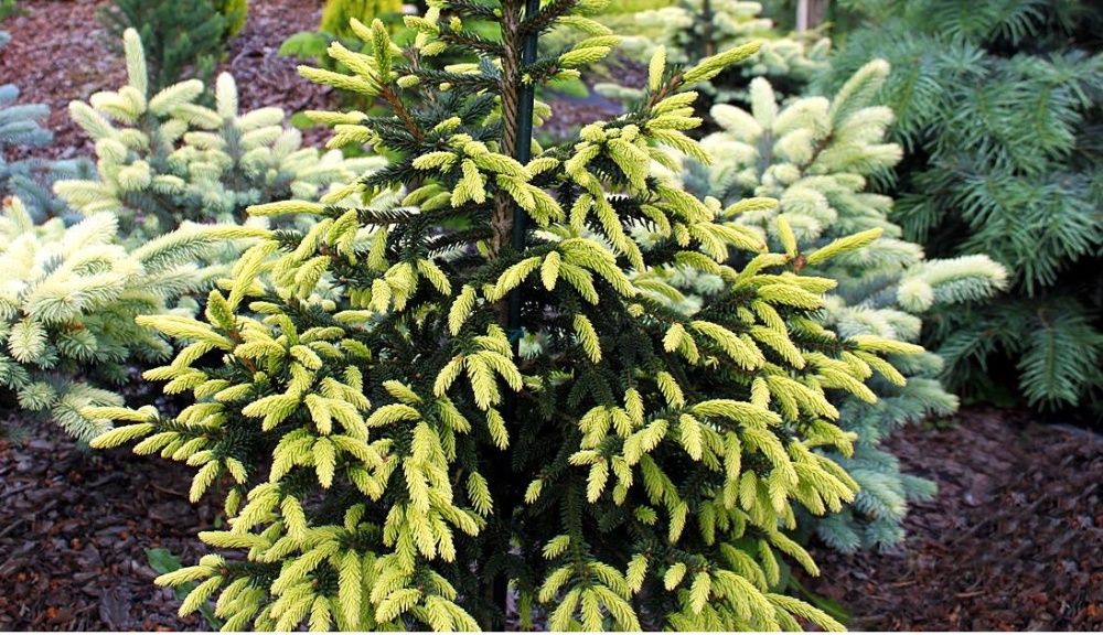 Molid Picea orientalis 'Aureospicata'
