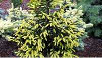 Molid Picea orientalis 'Aureospicata'- muguri galben intens