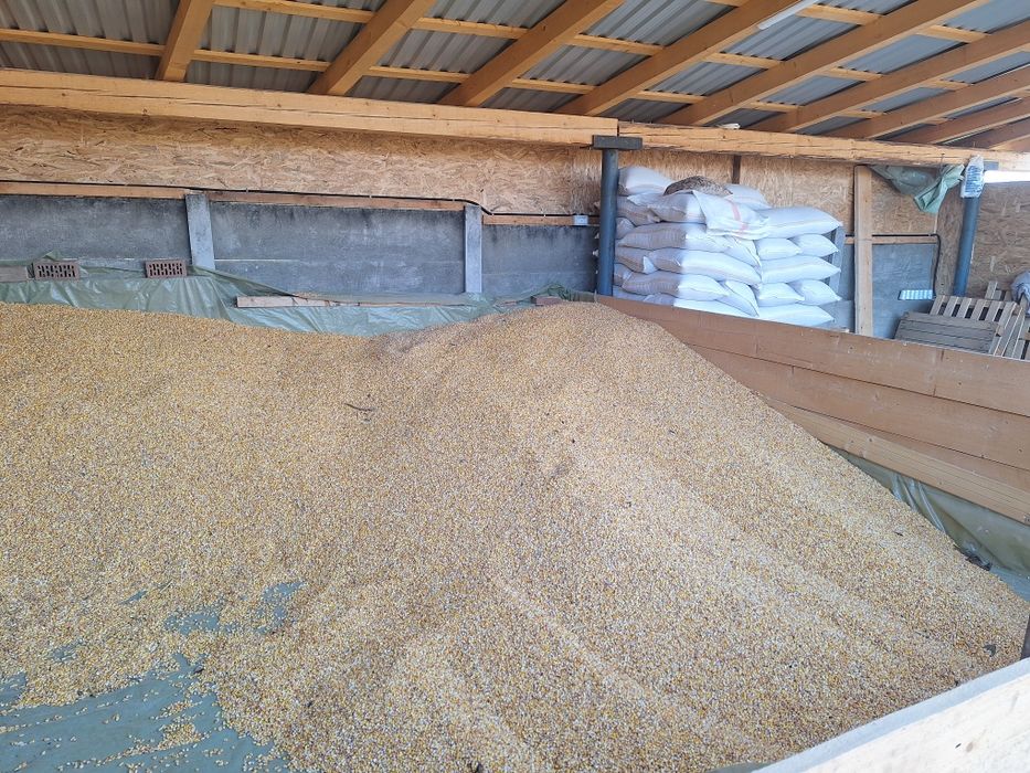 Vând porumb ambalat la saci! Sau vrac!