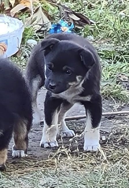 Ищут дом щенки — есть девочки и мальчики!