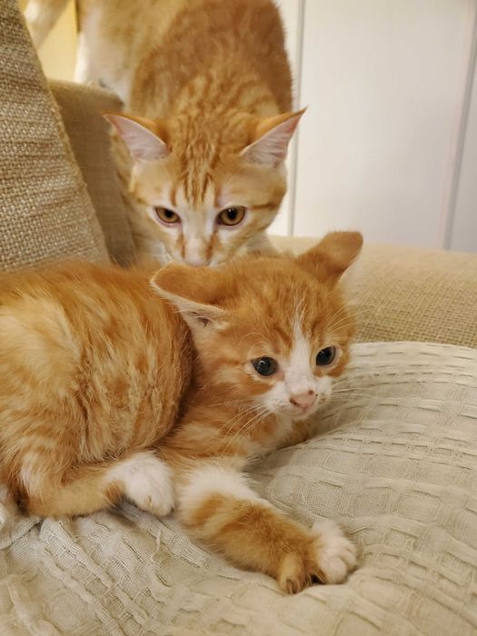 Три домашни червеникави котенца търсят дом