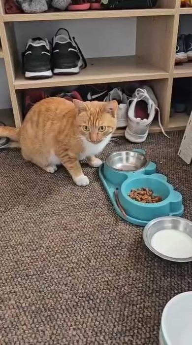 Ищем старых  или новых хозяев для кошки. Срочно!