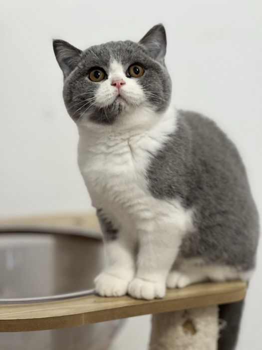 Чистокръвно британско коте шоу клас