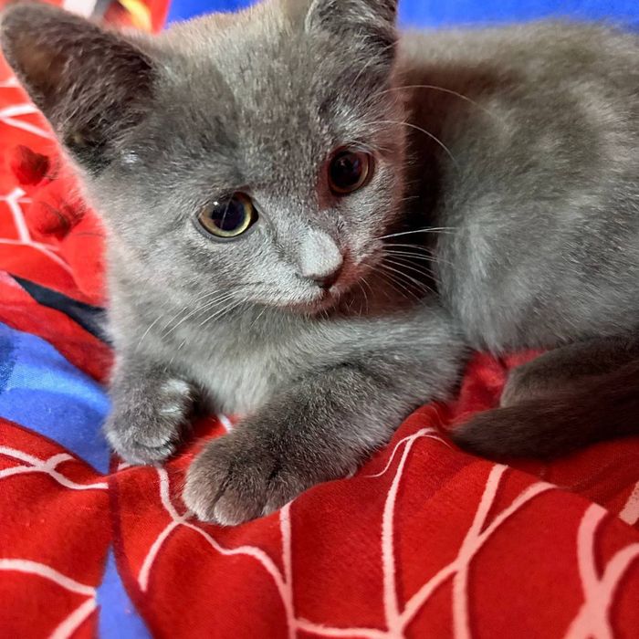 Британская кошка