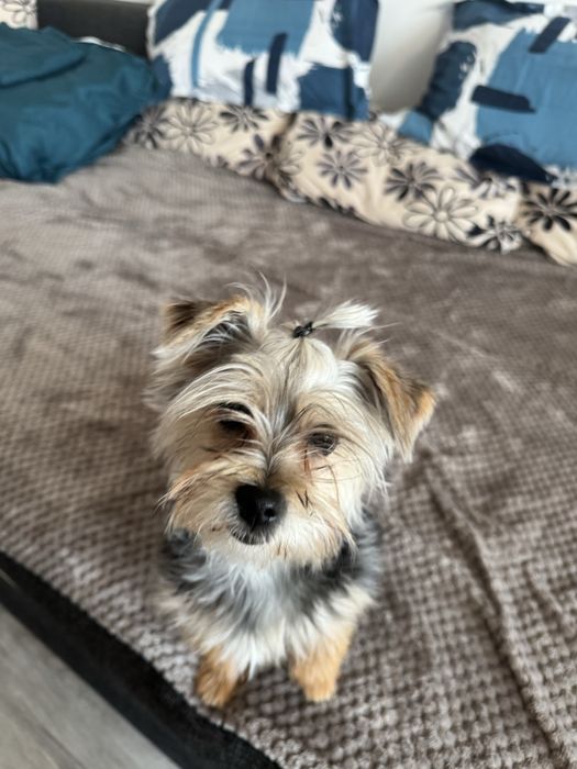 Pet sitter . Plimb caini .cazare caini/ pisici