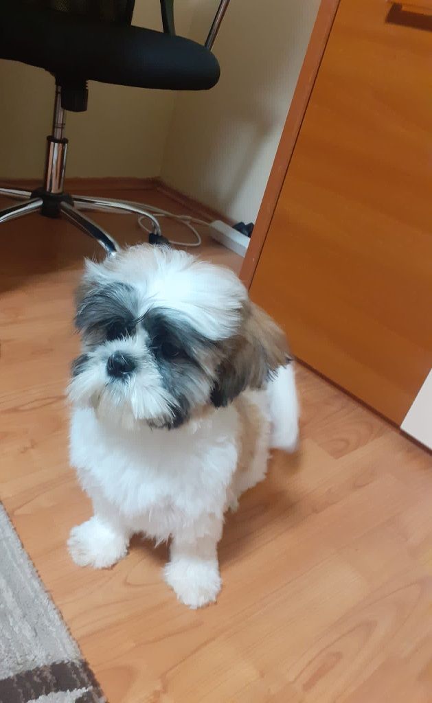 Spăl și tund căței și pisici. A doua programare la jumătate de preț!