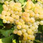 Struguri de vin preț producator