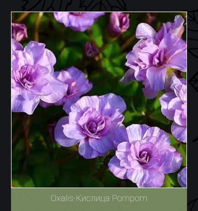 Кислица(оксалис) несколько видов.