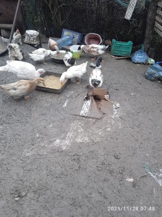 Патенца и пиленца млади и свободни