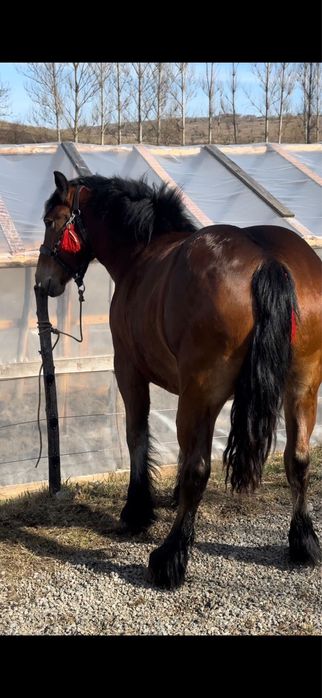 Vand mânză de 2 ani și 4 luni cu mânz de 1 luna (gestantă cu ecograf)